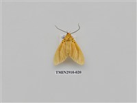 藏品(夜蛾3)的圖片